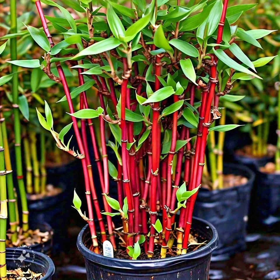 Rare Purple Cold Bamboo