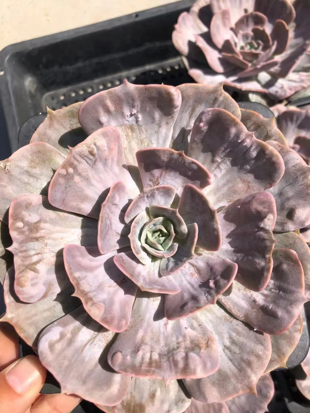 plant Aeonium Echeveria Haworthia  Caudex  Lithops Cactus  Agave 
