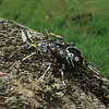 3D Mechanical Mutation Insect Model DIY Handmade Ornaments Insect Model Set