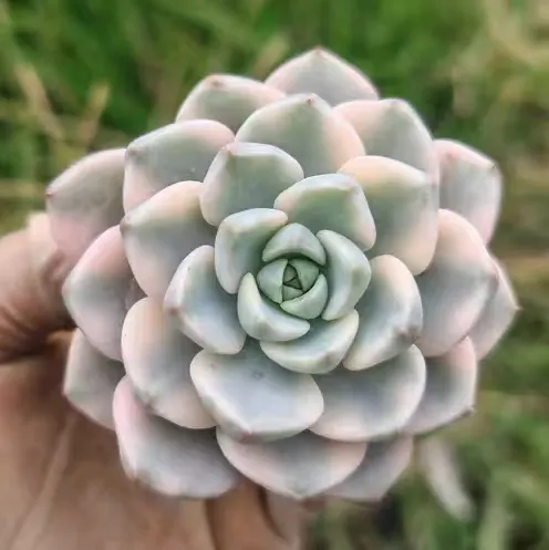 plant Aeonium Echeveria Haworthia  Caudex  Lithops Cactus  Agave 