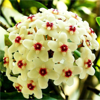 Hoya Seeds - Stars falling from the sky✨