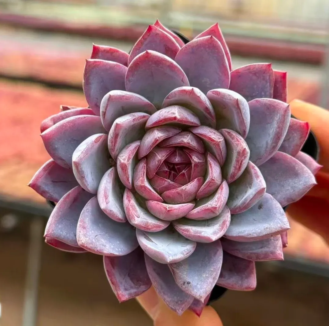 plant Aeonium Echeveria Haworthia  Caudex  Lithops Cactus  Agave 