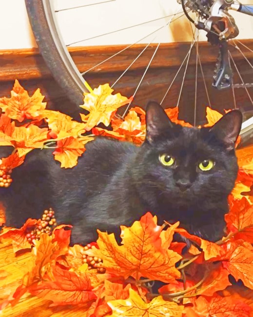

Black Cat In Autumn – Paint By Numbers - 40*50CM, 501 Original