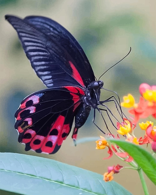 

Black And Red Butterfly – Paint By Numbers - 40*50CM, 501 Original
