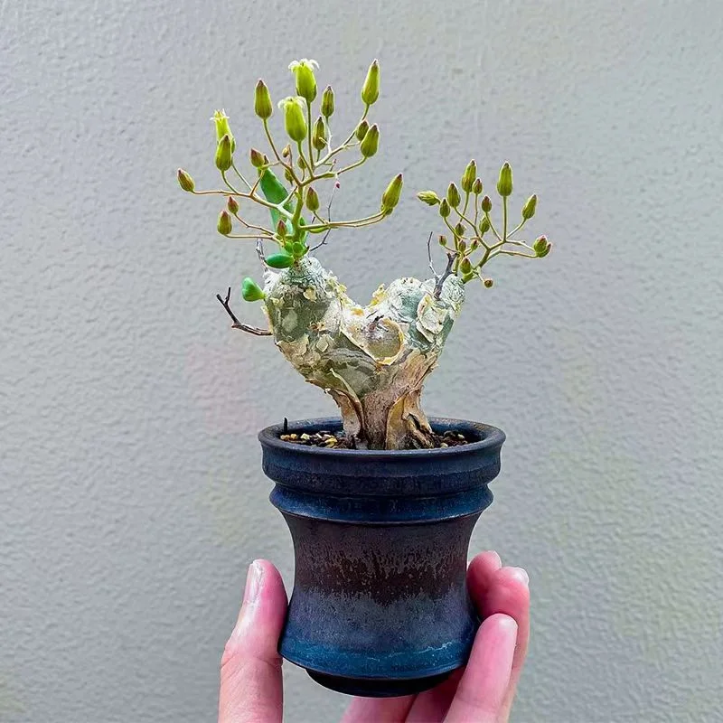 plant Aeonium Echeveria Haworthia  Caudex  Lithops Cactus  Agave 