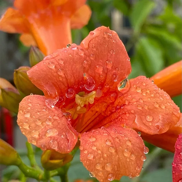 Trumpet Vine