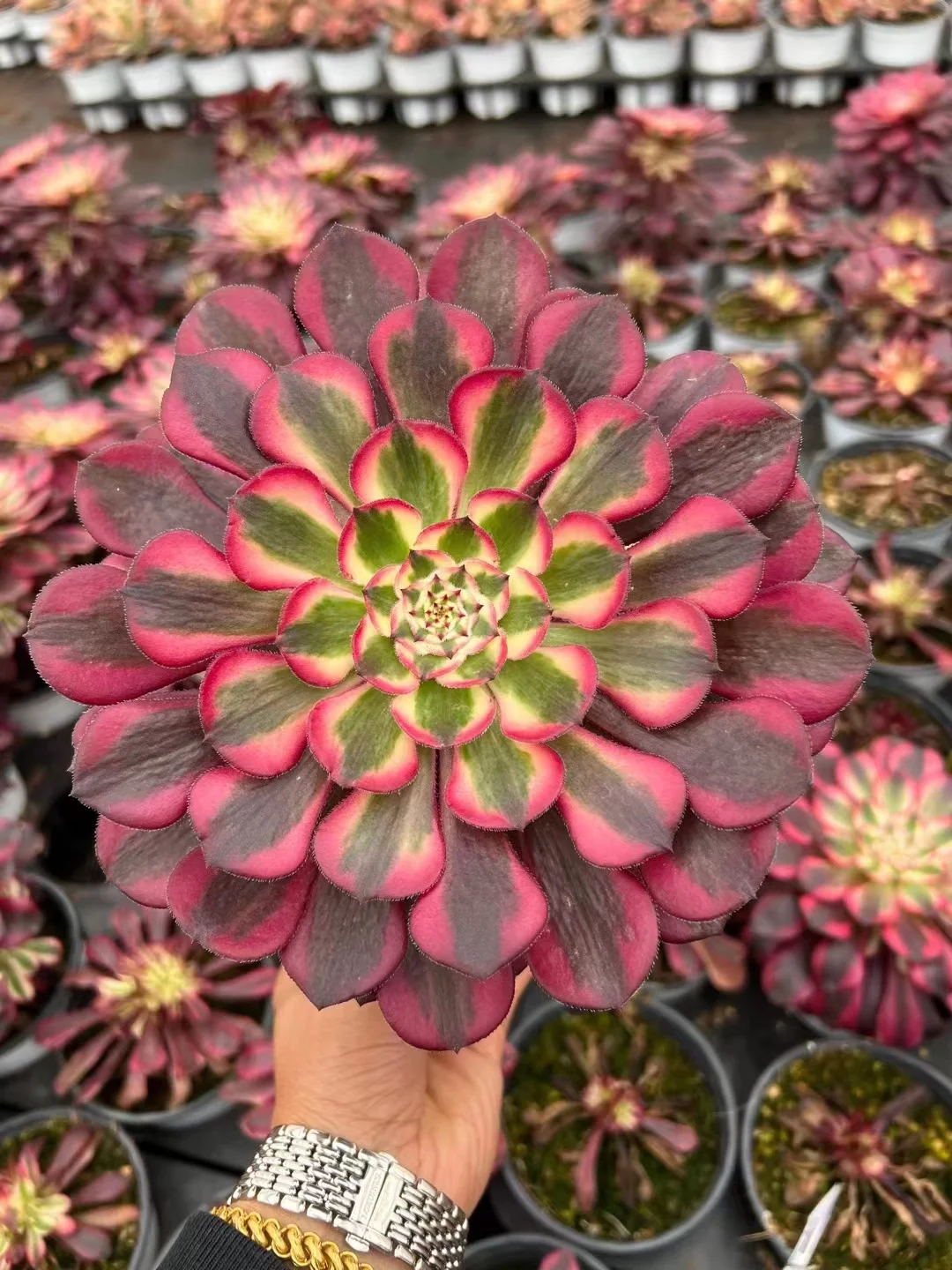 plant Aeonium Echeveria Haworthia  Caudex  Lithops Cactus  Agave 