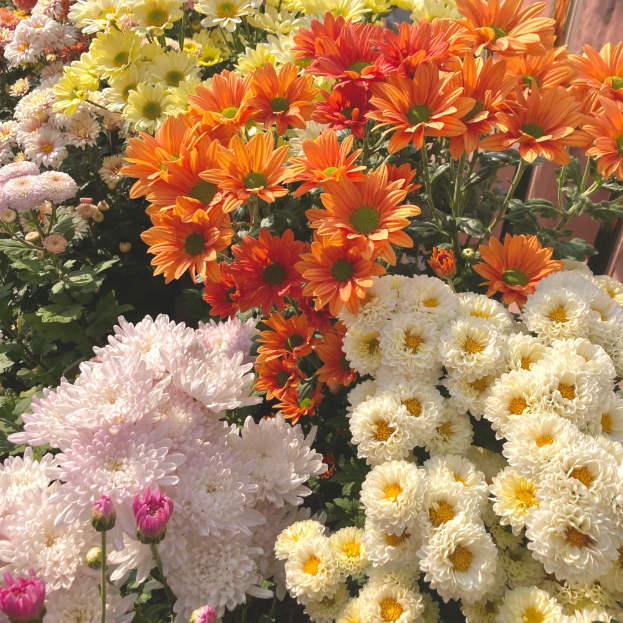 🌼Small Chrysanthemum Mixed Variety Seeds