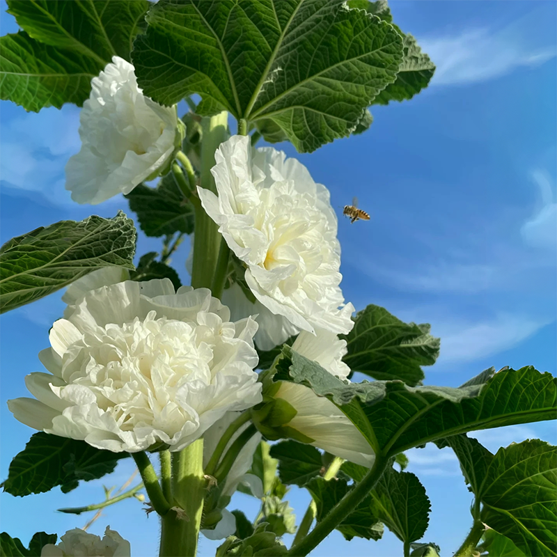 💐Double-flowered Hollyhock Seeds