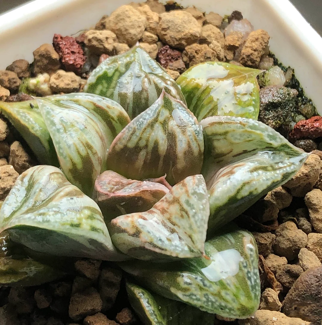 onestock.Haworthia‘Dōjaku dai BRONZE SPARROW 5.6cm/ Haworthia/ Succulent plants / Garden landscape / Carefully select healthy plants