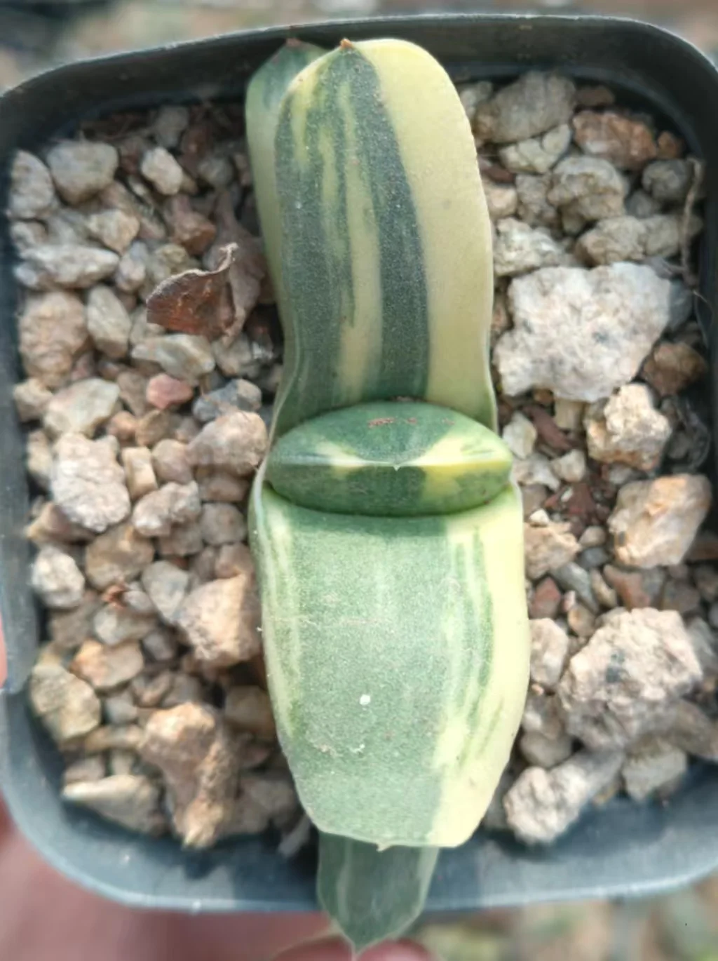 onestock.Gasteriea armstrongii f.variegata 5cm/ Haworthia/ Succulent plants / Garden landscape / Carefully select healthy plants