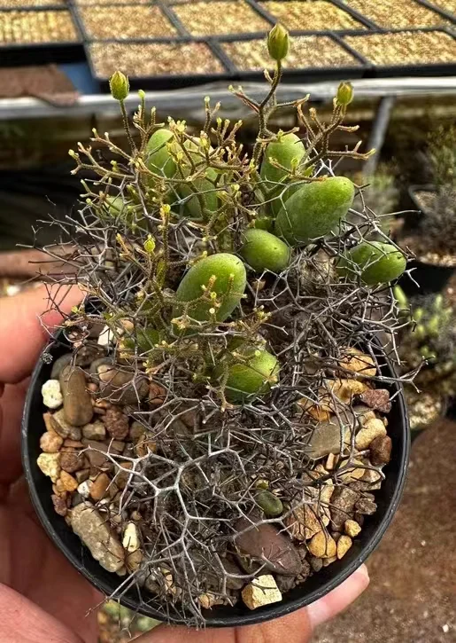 plant Aeonium Echeveria Haworthia  Caudex  Lithops Cactus  Agave 