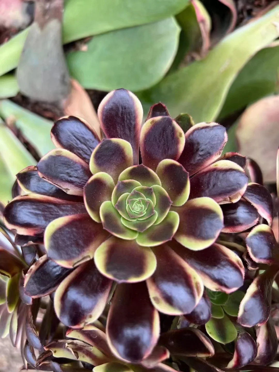 plant Aeonium Echeveria Haworthia  Caudex  Lithops Cactus  Agave 