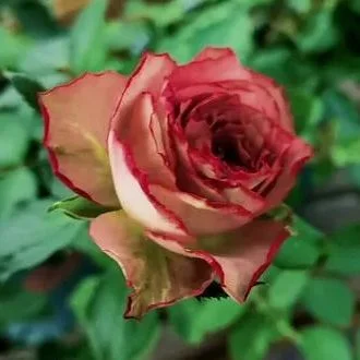 ROSE BUD｜ローズバッドのトピックス「【5/12(月)～5/18(日