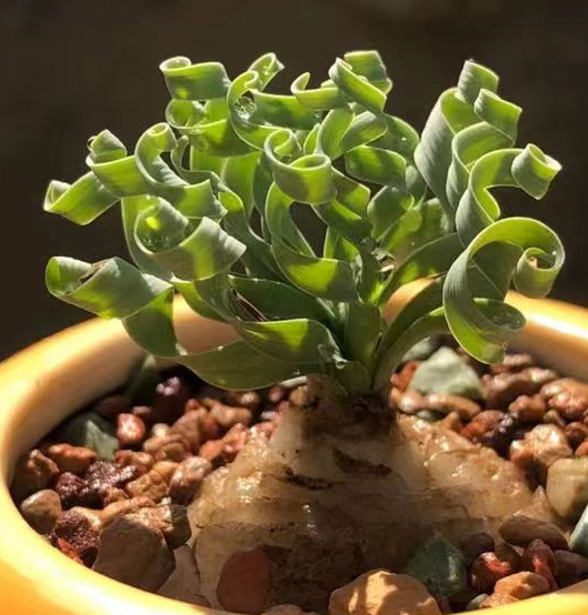 812. Albuca apertum.Calvinia  / Caudex  / Succulent plants / Garden landscape / Carefully select healthy plants