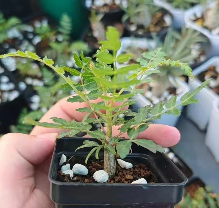 plant Aeonium Echeveria Haworthia  Caudex  Lithops Cactus  Agave 