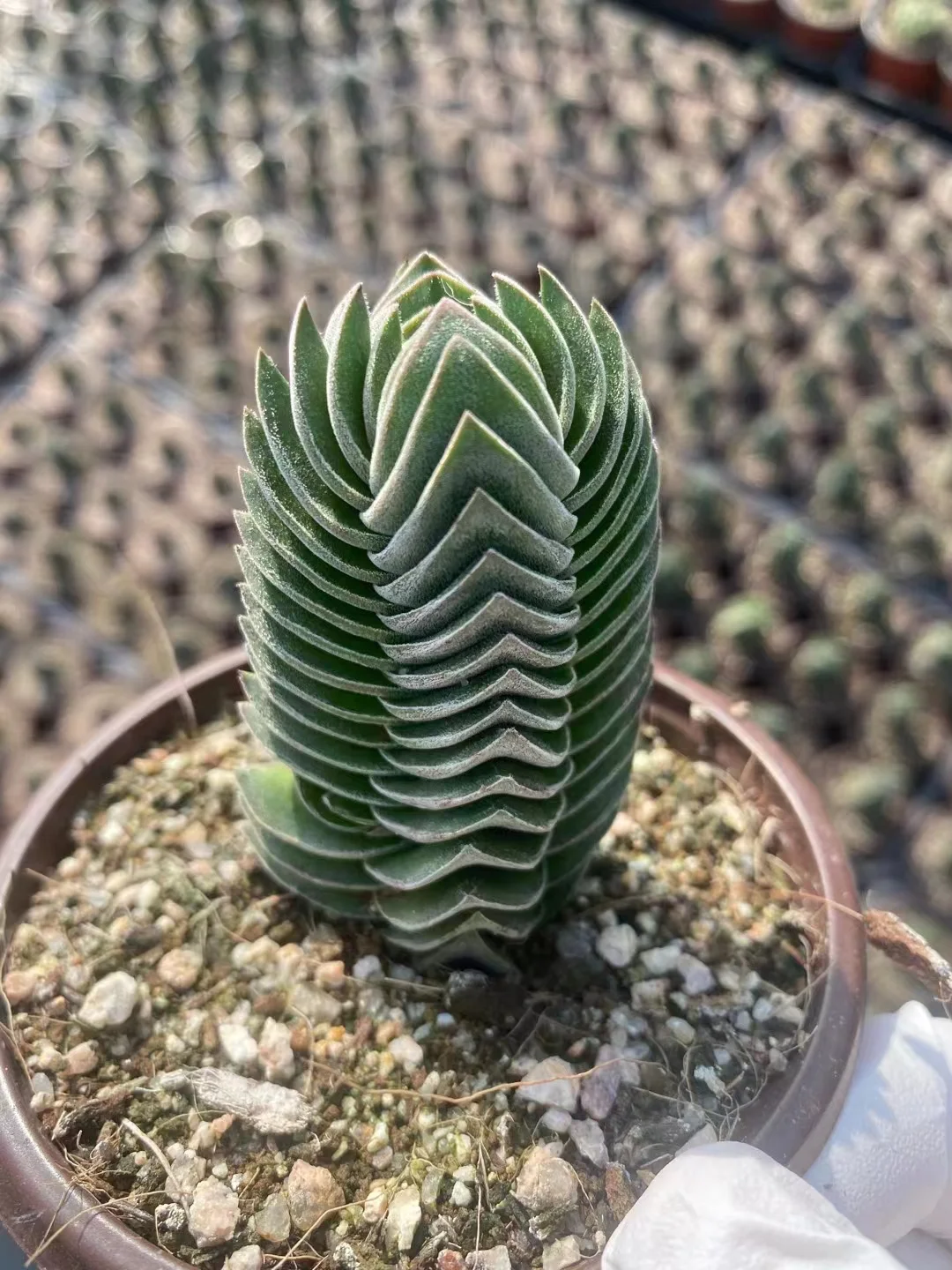 plant Aeonium Echeveria Haworthia  Caudex  Lithops Cactus  Agave 