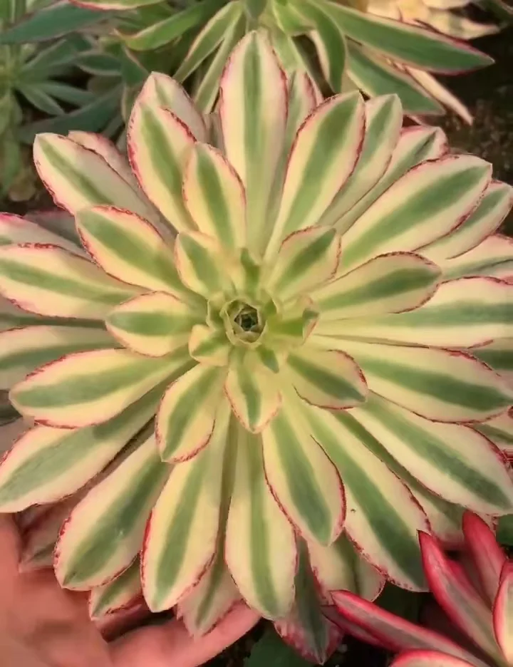 69.  V brocade's brocade vatiation single head/ Aeonium single head/ Succulent plants / Garden landscape / Carefully select healthy plants