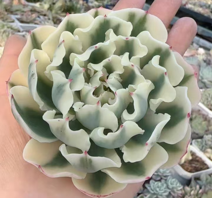 plant Aeonium Echeveria Haworthia  Caudex  Lithops Cactus  Agave 