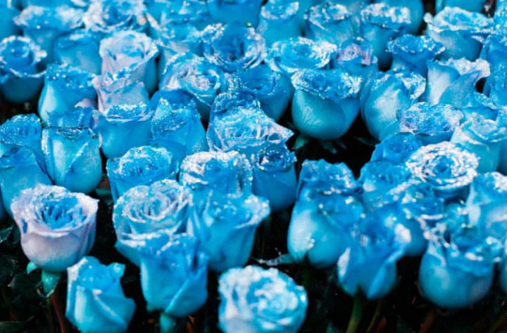 Rosa 'Blue Moon' Seeds