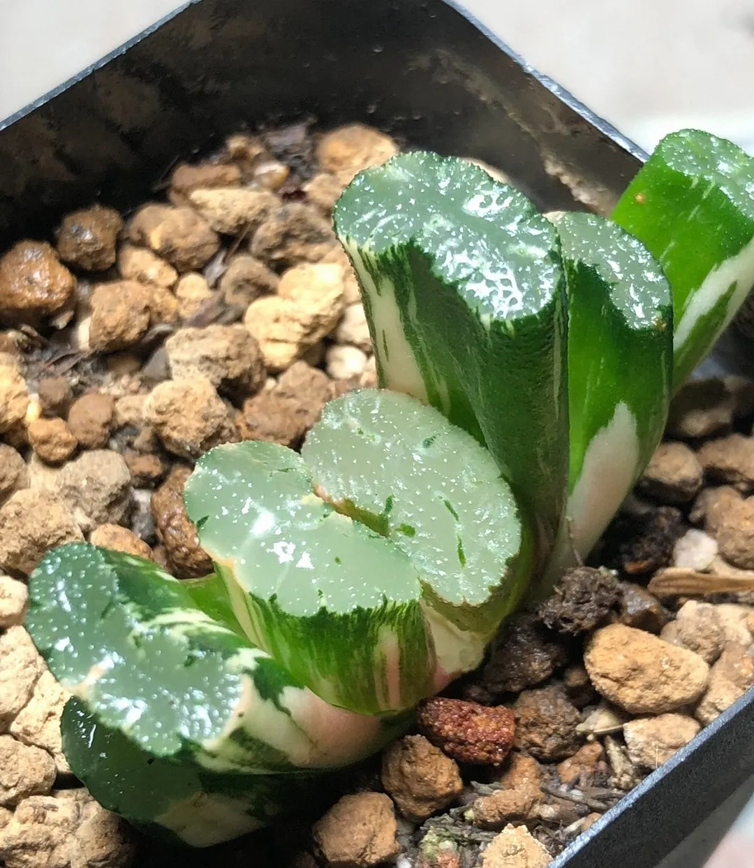 plant Aeonium Echeveria Haworthia  Caudex  Lithops Cactus  Agave 