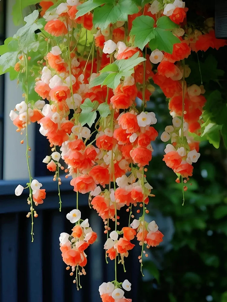 Weeping Begonia Seeds-Malus halliana