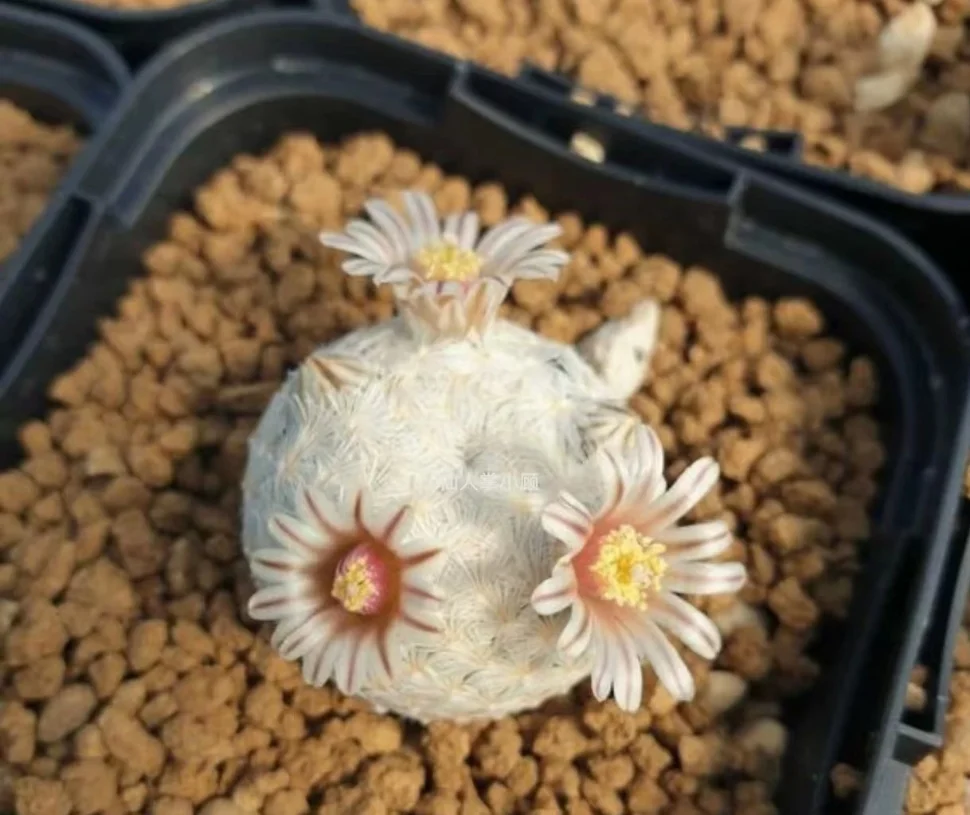 plant Aeonium Echeveria Haworthia  Caudex  Lithops Cactus  Agave 