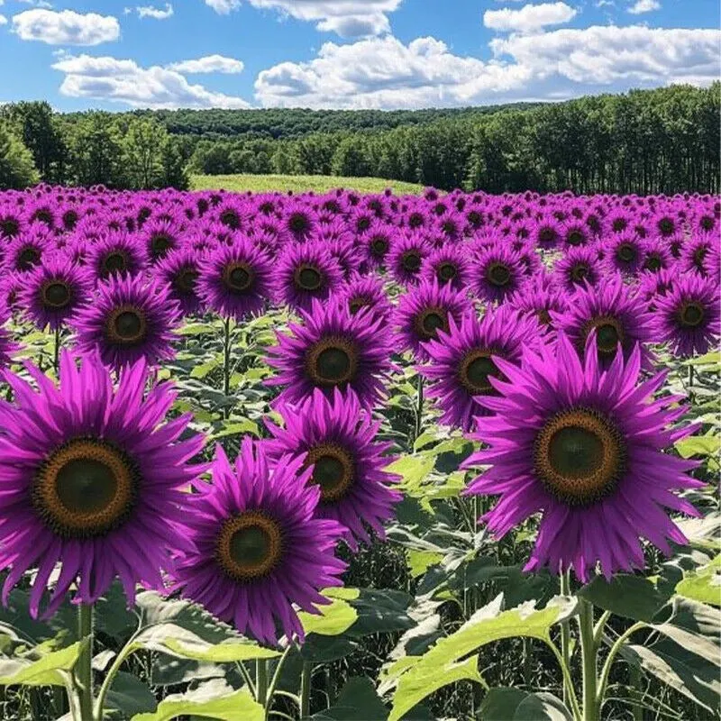 Purple Giant Sunflower Seeds Sun Flower Rare Plant Garden