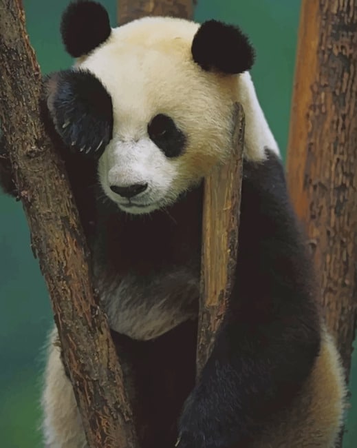 

Sad Panda – Paint By Numbers - 40*50CM, 501 Original