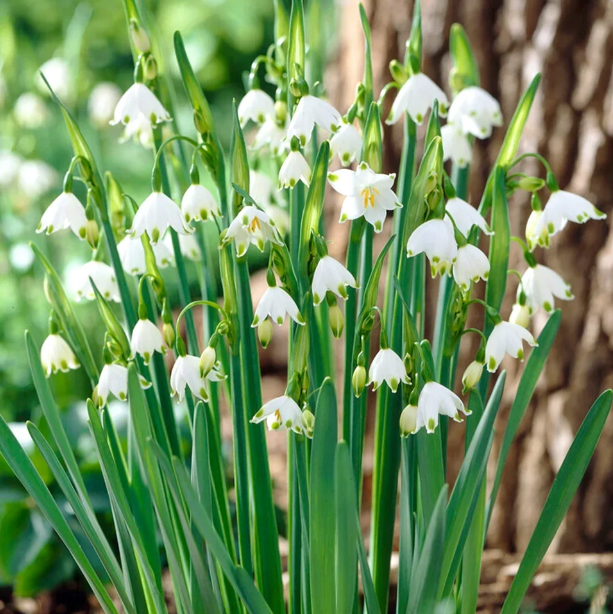 💐Snowdrop Bulbs &mdash; Song of Spring