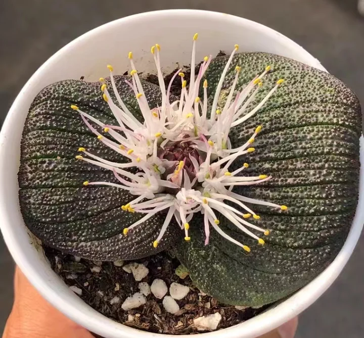 plant Aeonium Echeveria Haworthia  Caudex  Lithops Cactus  Agave 