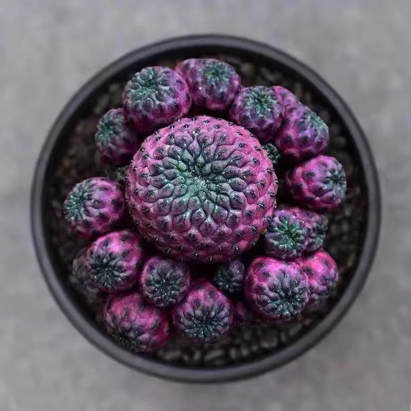 603.Rebutia rauschii Zecher  /Cactus plants / Succulent plants / Garden landscape / Carefully select healthy plants