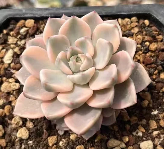 plant Aeonium Echeveria Haworthia  Caudex  Lithops Cactus  Agave 
