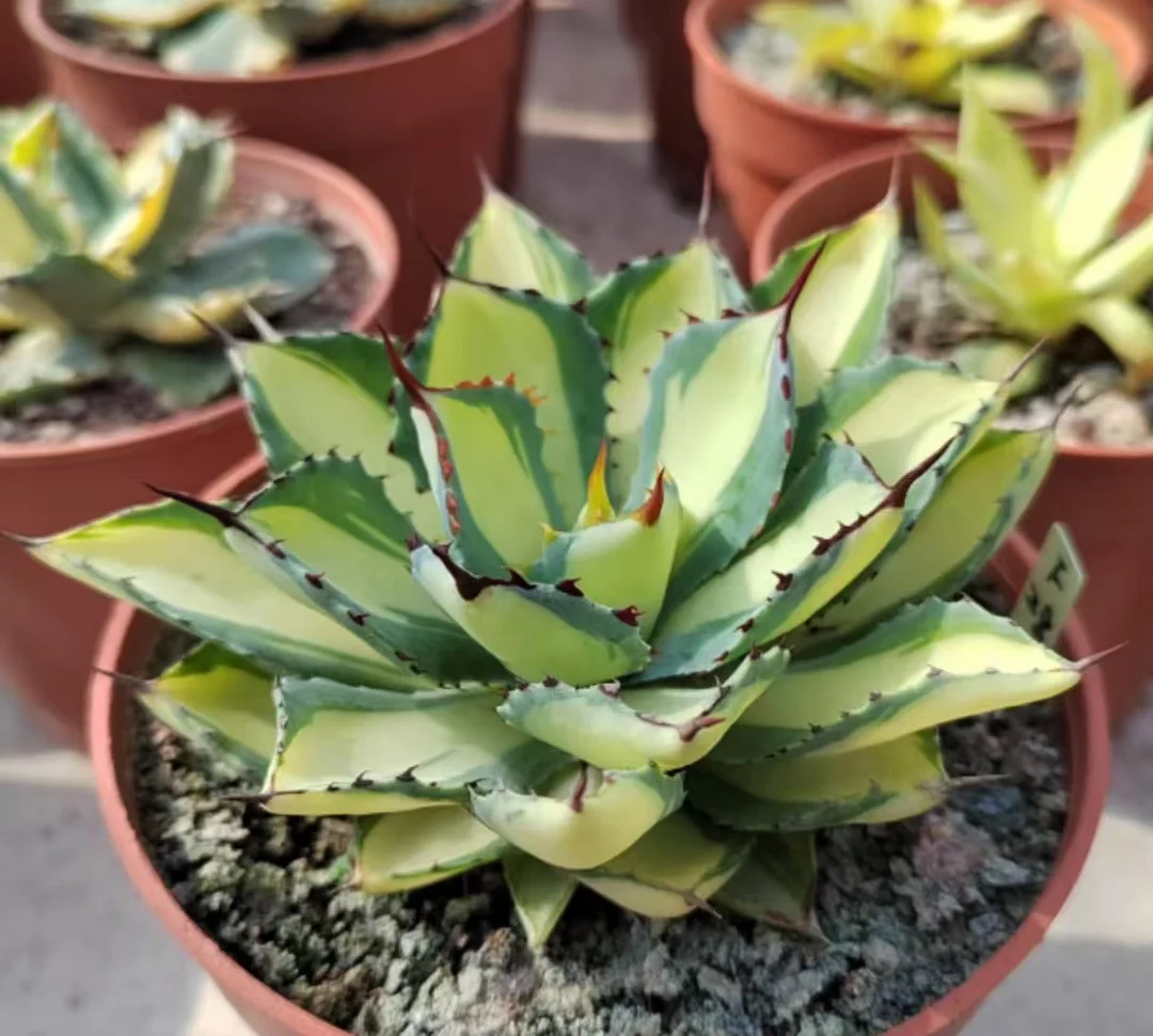 plant Aeonium Echeveria Haworthia  Caudex  Lithops Cactus  Agave 