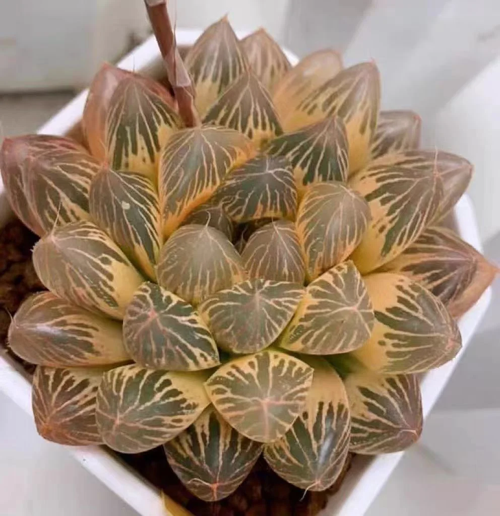 fd12.Haworthia obtusa hybrid variegated Black SP 6cm/ Haworthia/ Succulent plants / Garden landscape / Carefully select healthy plants