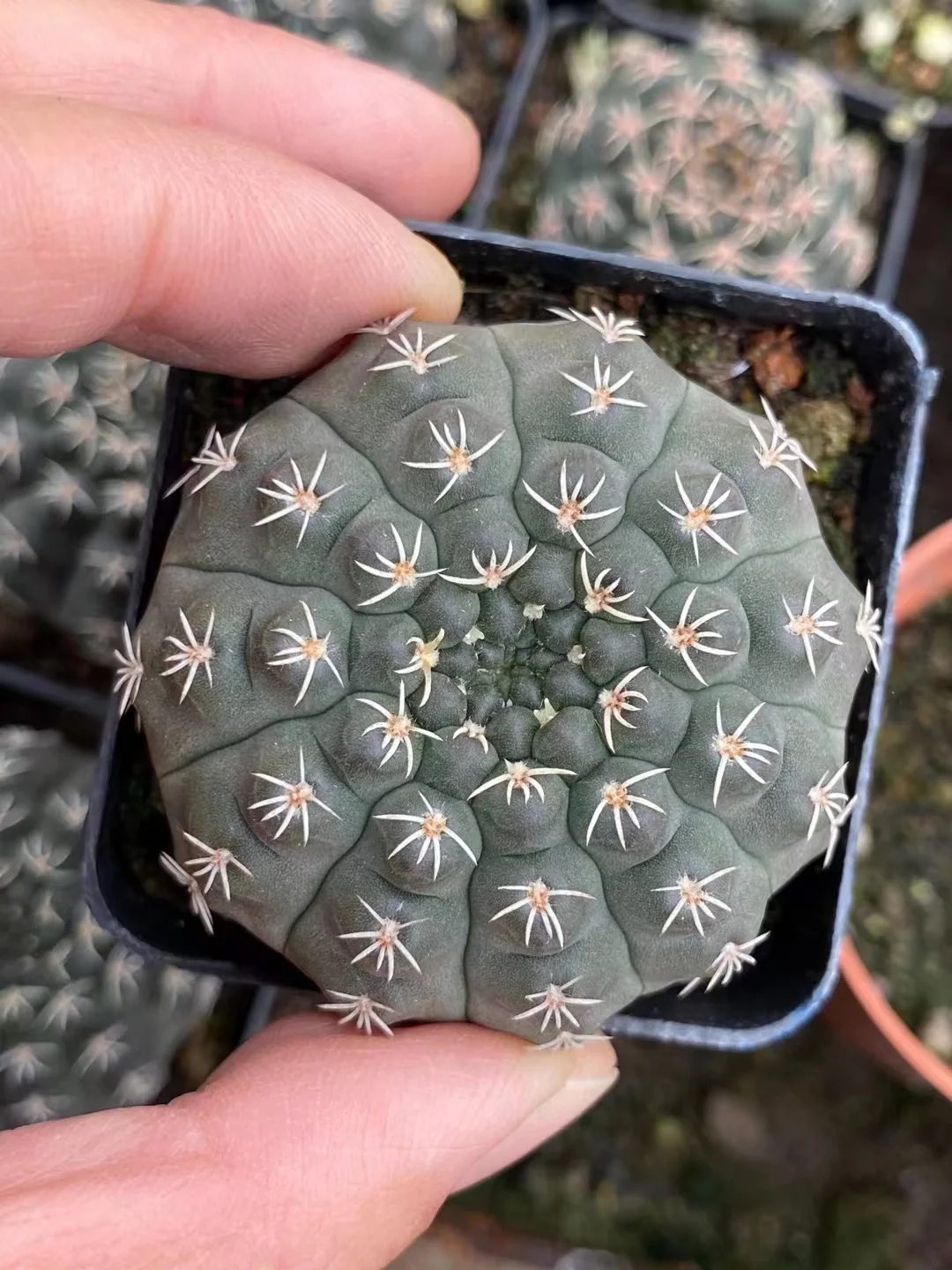 plant Aeonium Echeveria Haworthia  Caudex  Lithops Cactus  Agave 