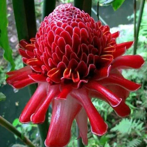 Porcelain rose seeds-Etlingera elatior-Torch Ginger