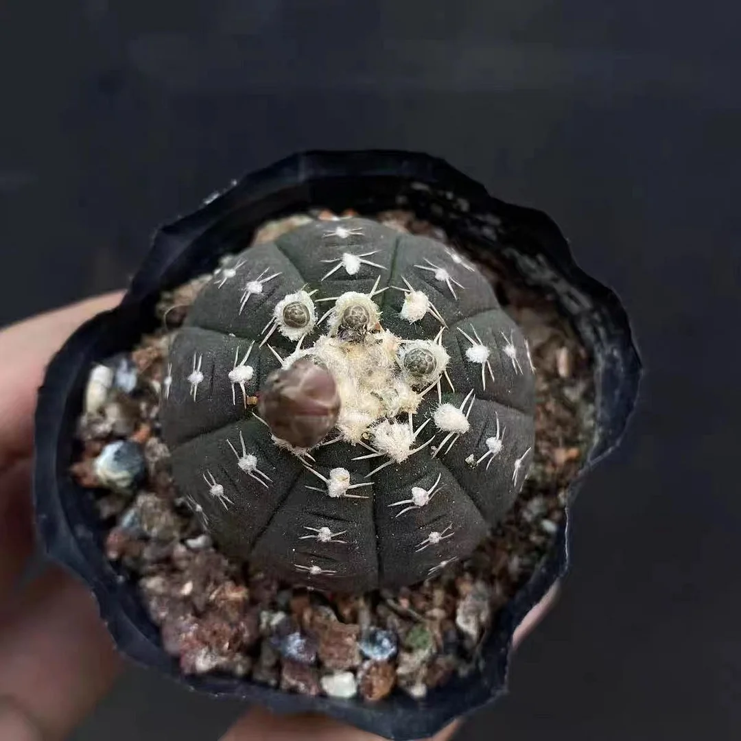 plant Aeonium Echeveria Haworthia  Caudex  Lithops Cactus  Agave 