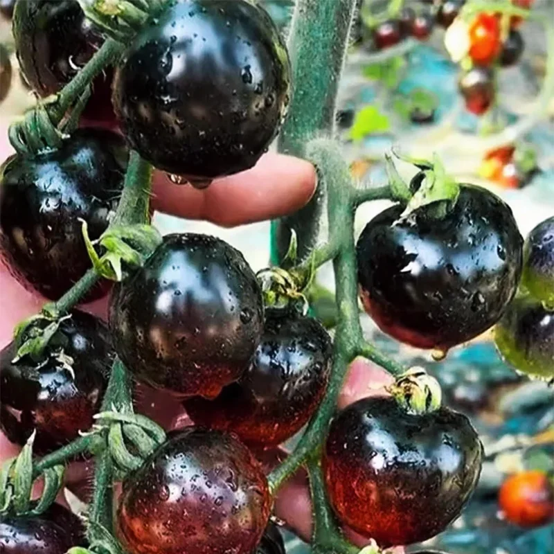 ✨Black Gem Tomato seeds