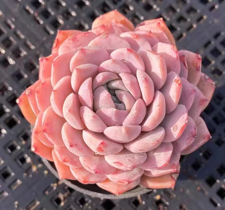 362.Amazing Grace single head 4-5cm/ Echeveria / Succulent plants / Garden landscape / Carefully select healthy plants