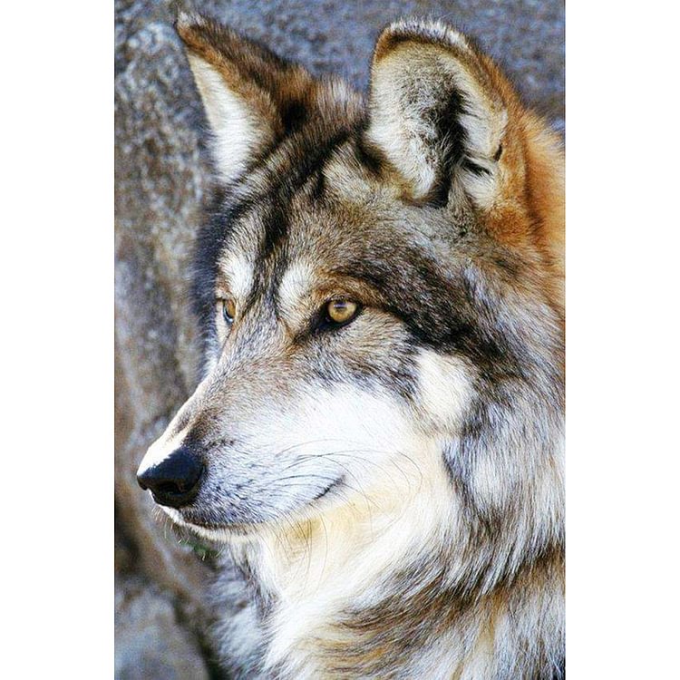 Wolf   Diamond Painting 30*40CM