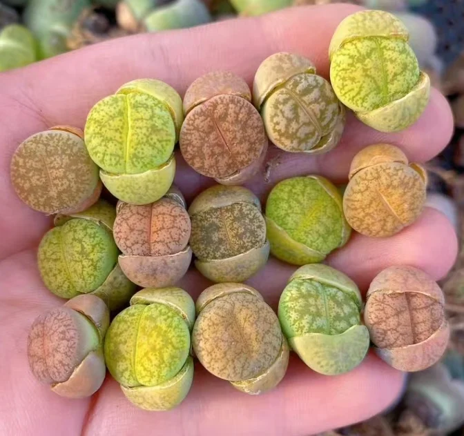 plant Aeonium Echeveria Haworthia  Caudex  Lithops Cactus  Agave 