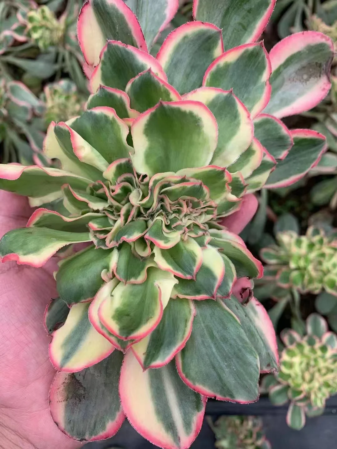 plant Aeonium Echeveria Haworthia  Caudex  Lithops Cactus  Agave 