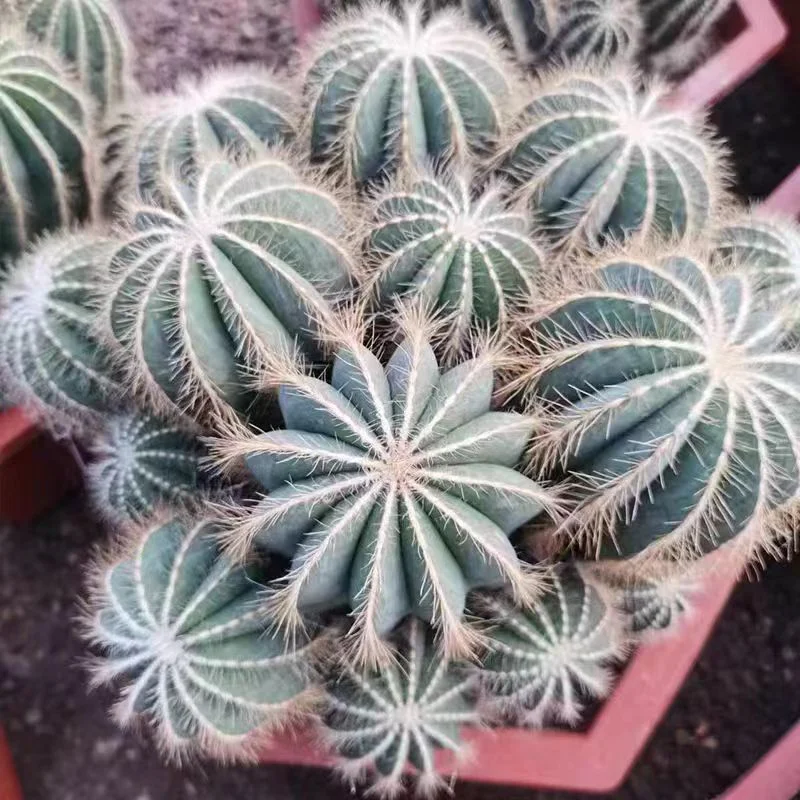 576. Silver crown. cluster.11-12cm/Cactus plants / Succulent plants / Garden landscape / Carefully select healthy plants