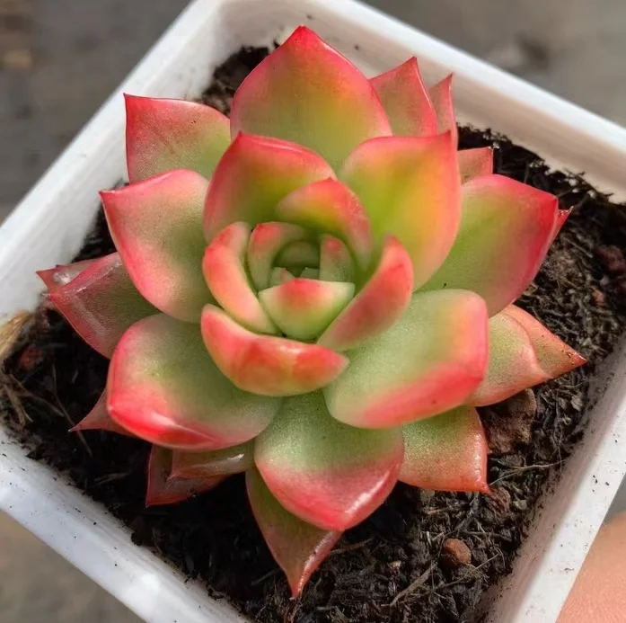 plant Aeonium Echeveria Haworthia  Caudex  Lithops Cactus  Agave 