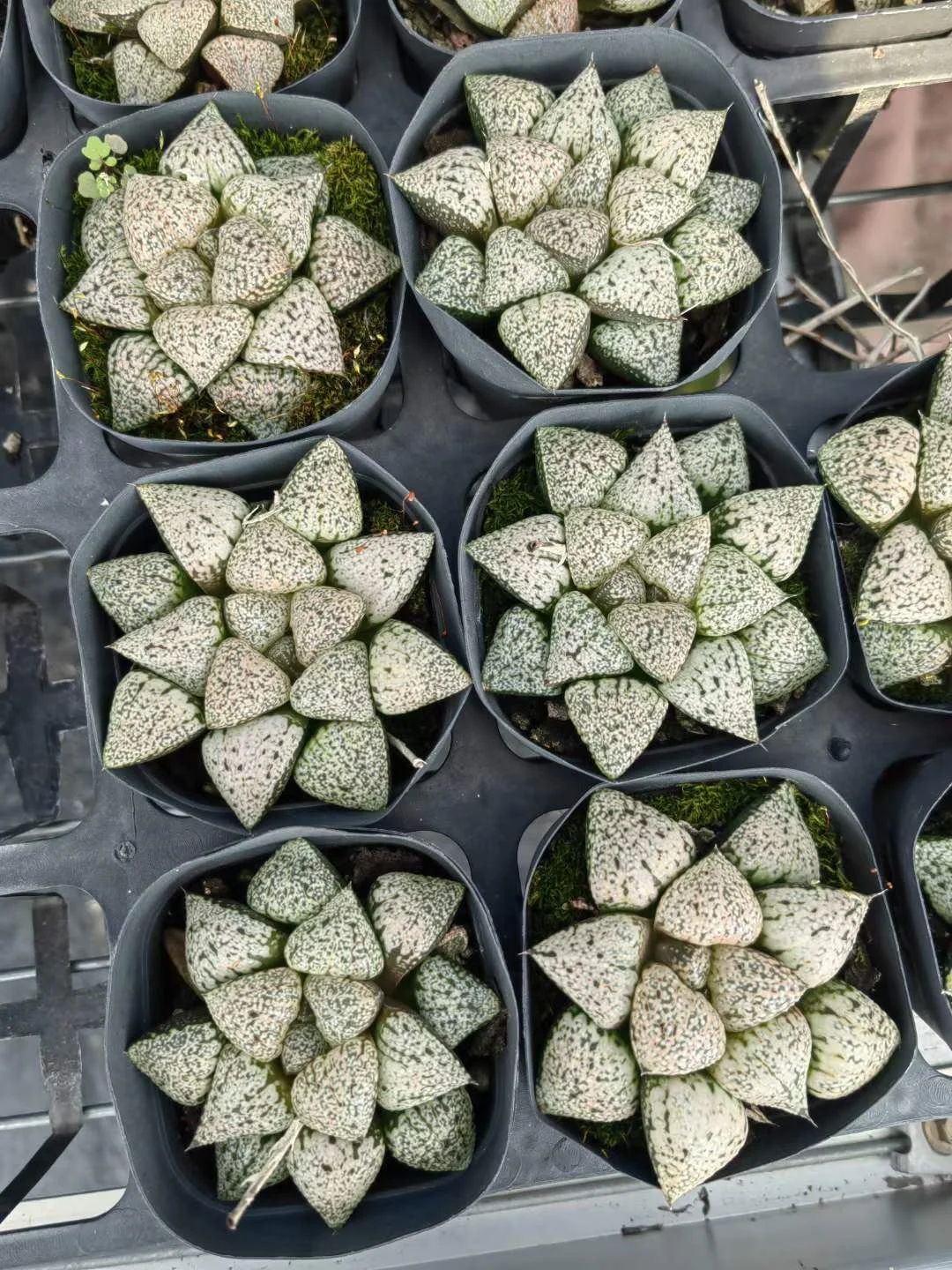 plant Aeonium Echeveria Haworthia  Caudex  Lithops Cactus  Agave 