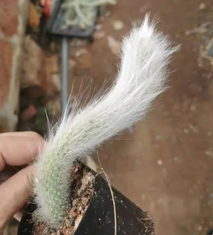 plant Aeonium Echeveria Haworthia  Caudex  Lithops Cactus  Agave 