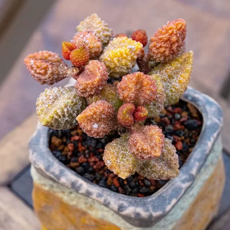 plant Aeonium Echeveria Haworthia  Caudex  Lithops Cactus  Agave 