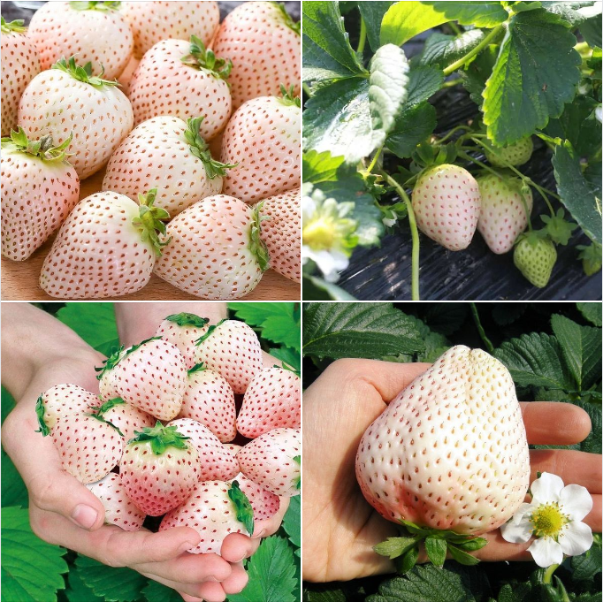 Rare Milk Strawberry Seeds