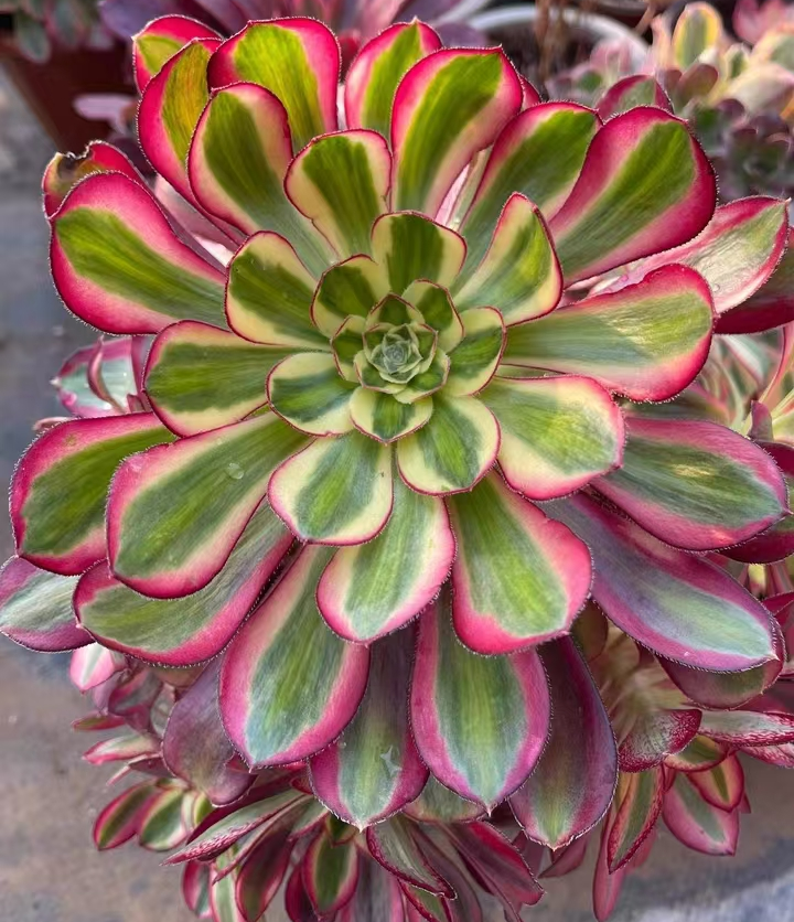 386.Ice cream cluster 20-25cm height/ Aeonium cluster/Aeonium plants/ Succulent plants / Garden landscape / Carefully select healthy plants